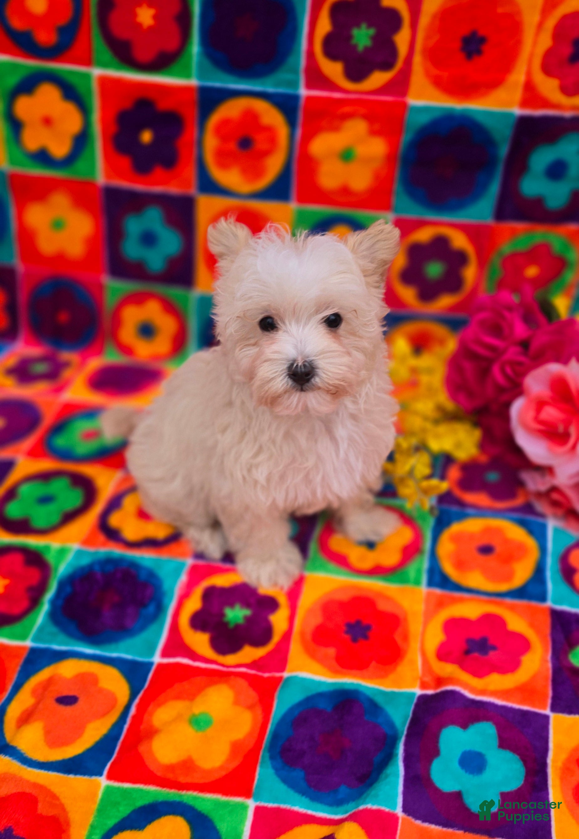 Maltipoo dogs Ice - Ad 1