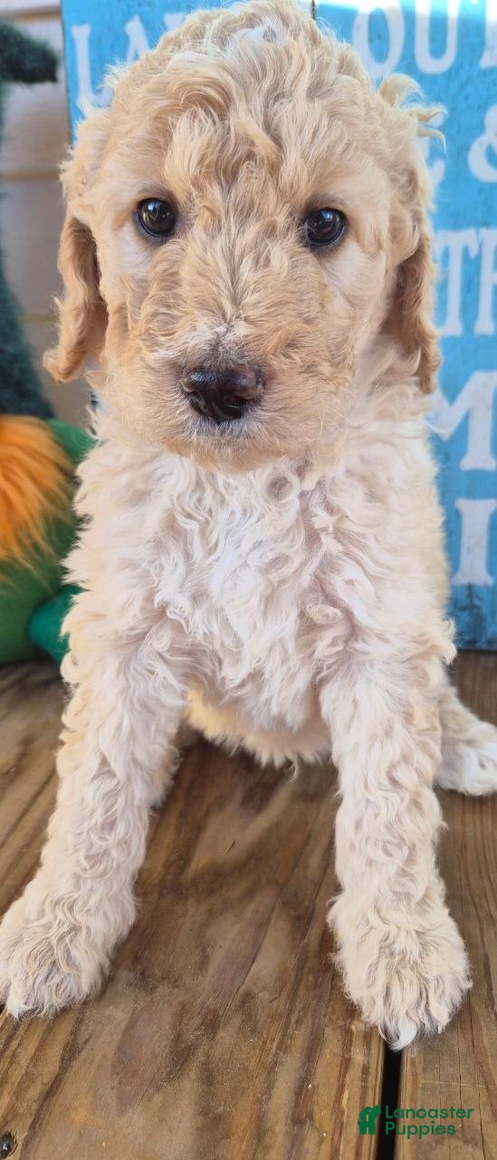 Goldendoodle dogs Banana - Ad 2