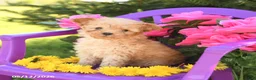 Toy Poodle dogs for sale: Foxy - Ad 1