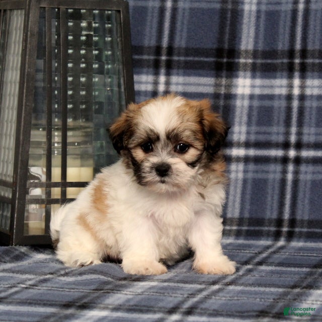 Teddy Bear dogs for sale: Kenya - Ad 1