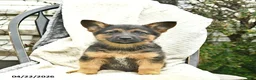 Mixed Breed dogs for sale: Patriot  - Ad 4