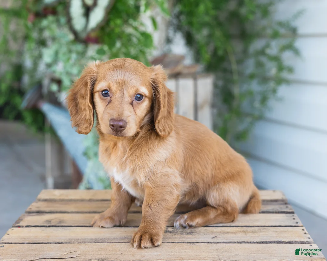 Dachshund dogs for sale: Winnie - Ad 1