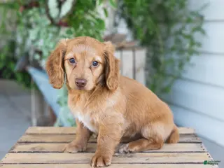 Dachshund dogs for sale: Winnie - Ad 2