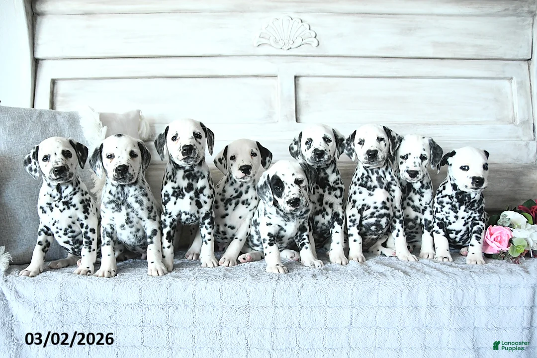 Dalmatian dogs for sale: Asha - Ad 2