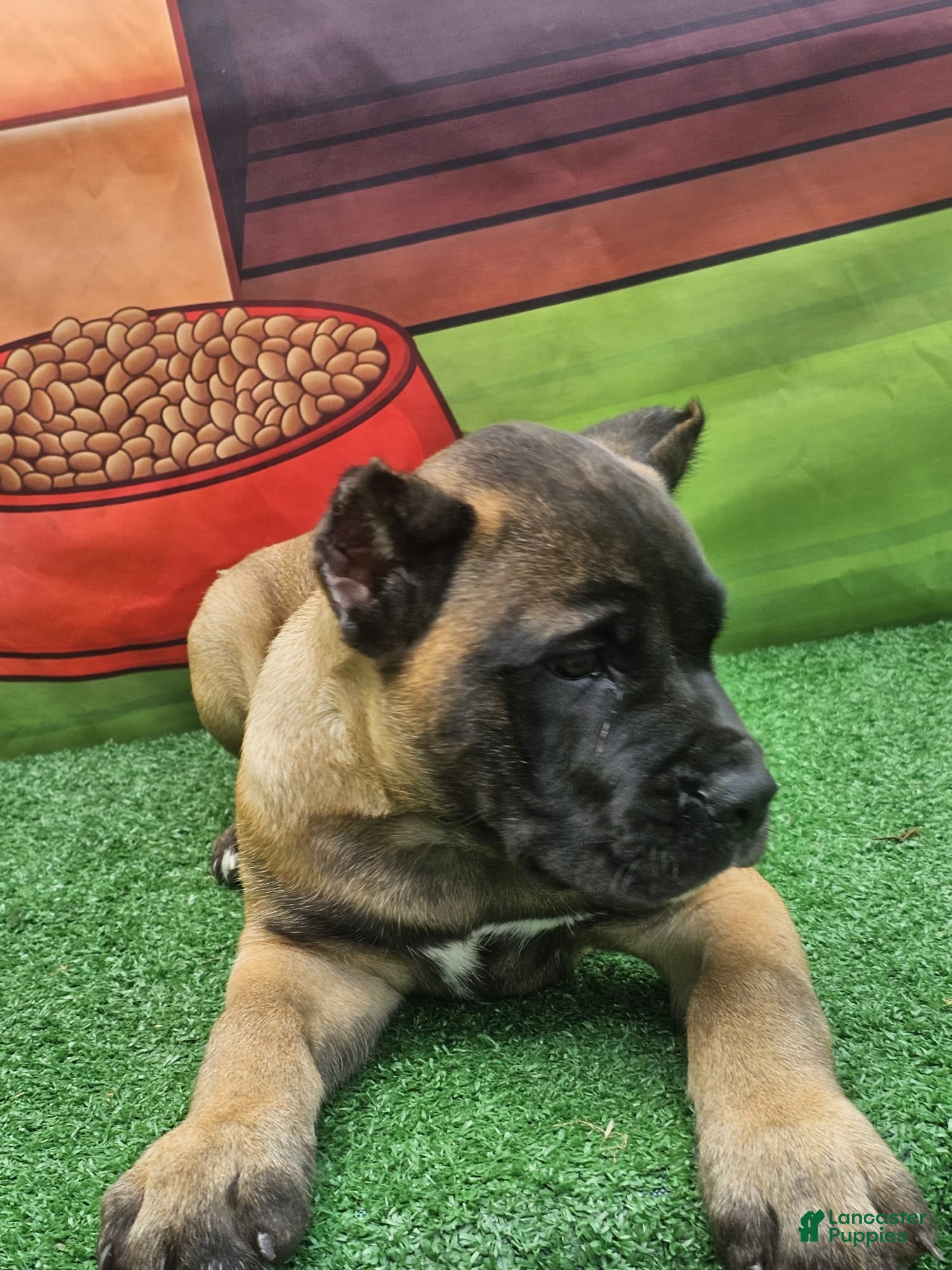 Cane Corso dogs KING - Ad 2