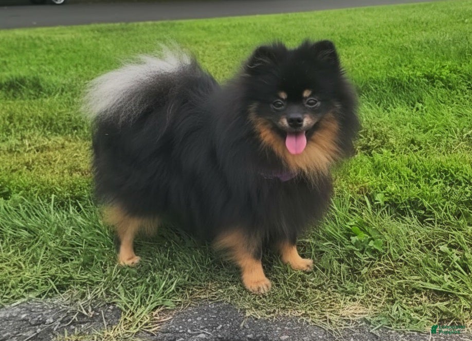 Pomeranian dogs Oscar - Ad 13