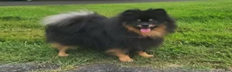 Pomeranian dogs for sale: Oscar - Ad 1