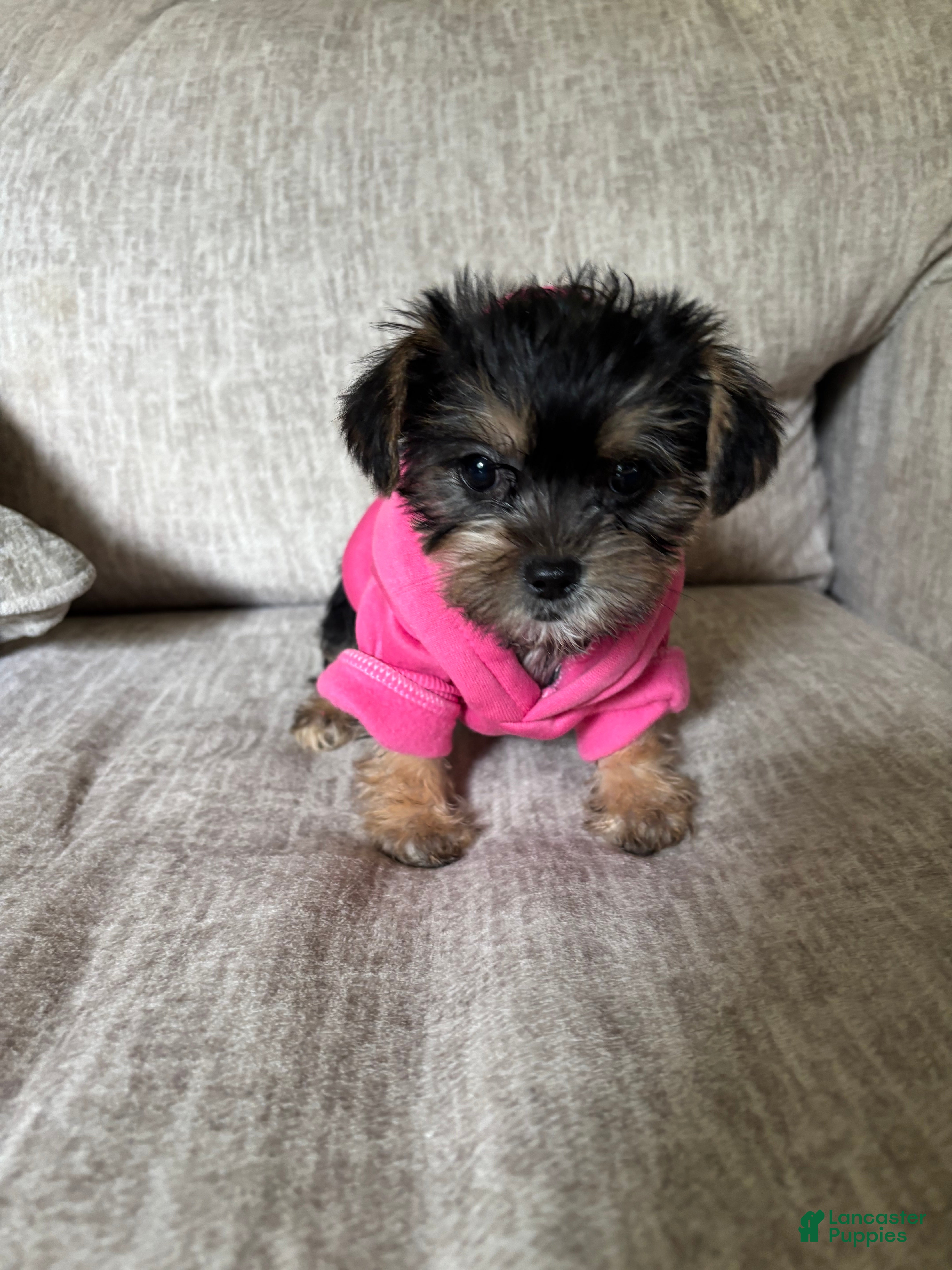 Shorkie dogs Shorkie Puppy 3 - Ad 28