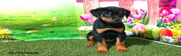 Rottweiler dogs for sale: Lucy - Ad 1