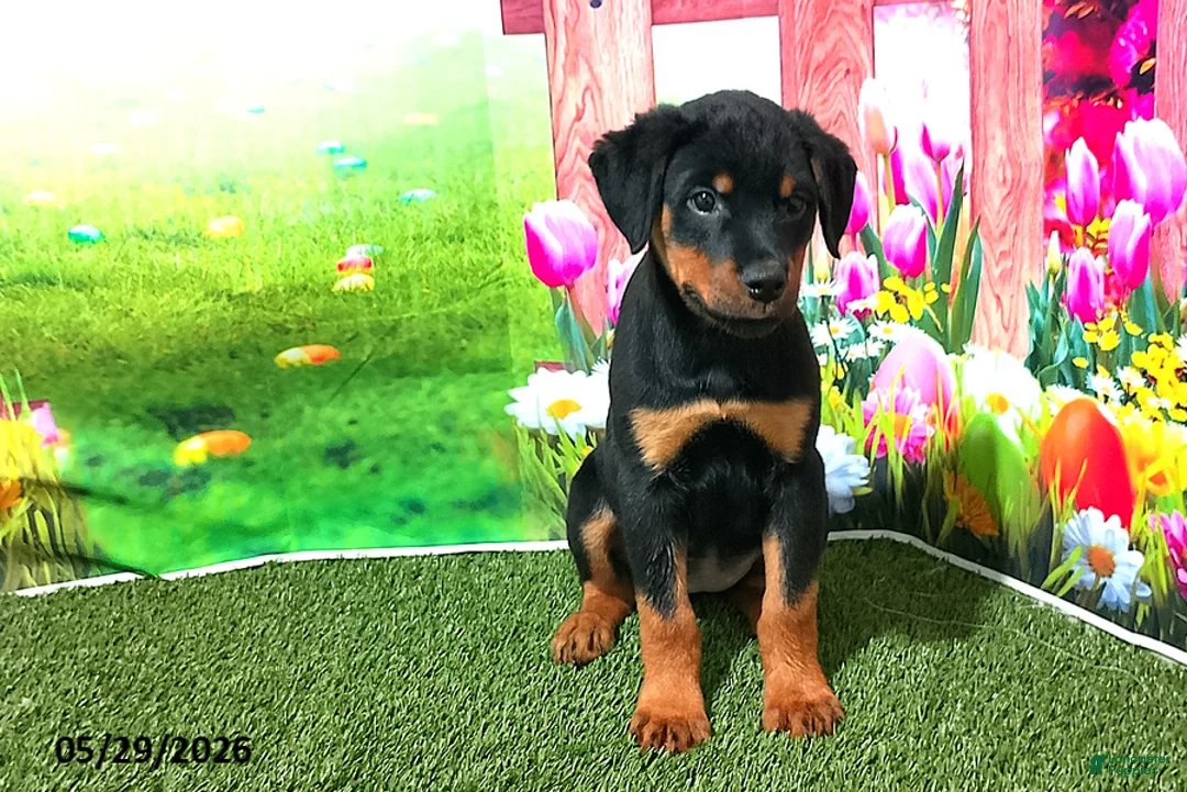Rottweiler dogs for sale: Lucy - Ad 1