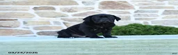 Cane Corso dogs for sale: T bone - Ad 1