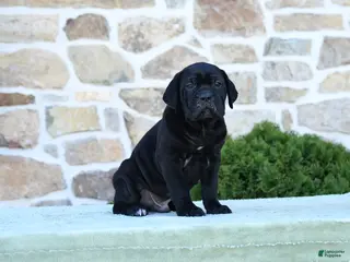 Cane Corso dogs for sale: T bone - Ad 3