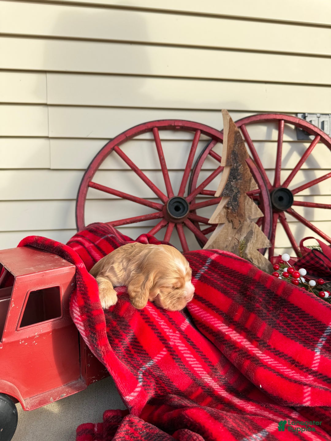 Cocker Spaniel dogs for sale: Adeline - Ad 2