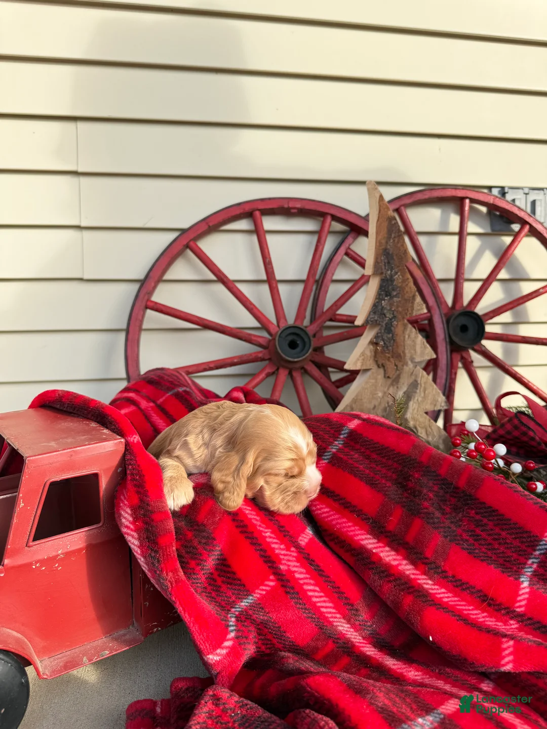 Cocker Spaniel dogs for sale: Adeline - Ad 4