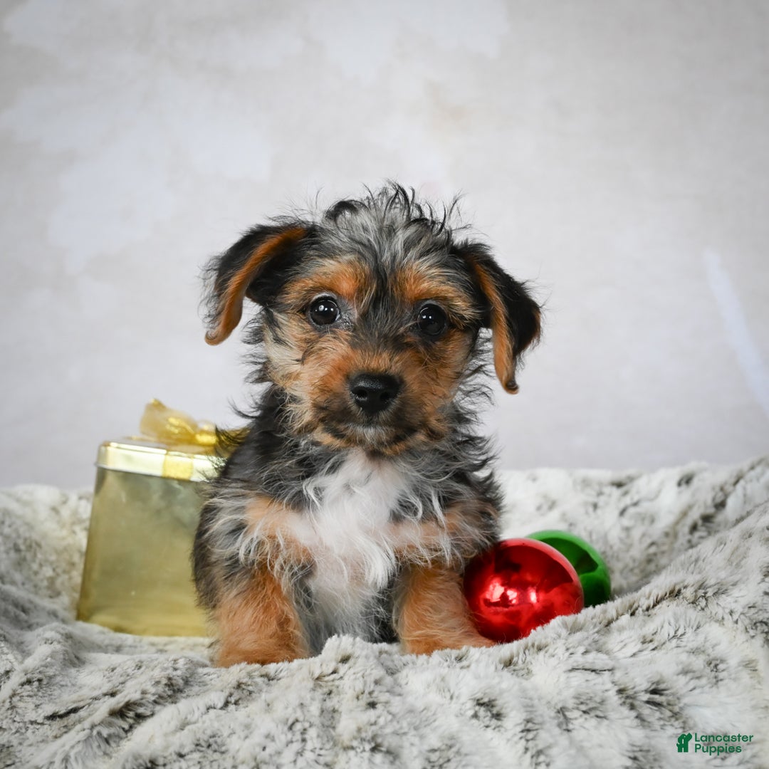 Yorkshire Terrier dogs for sale: Jerry - Ad 4