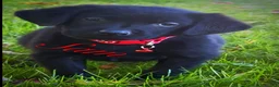 Labrador Retriever dogs for sale: Labrador Retriever 1 - Ad 3