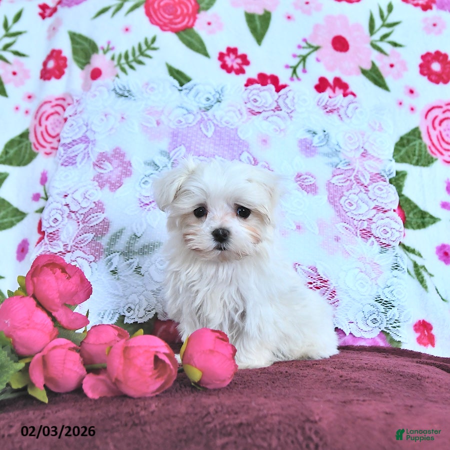 Maltese dogs Valentine EXTRA SMALL - Ad 6