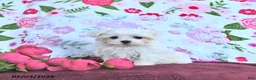 Maltese dogs for sale: Valentine EXTRA SMALL - Ad 7