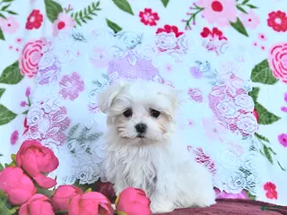 Maltese dogs Valentine EXTRA SMALL - Ad 6
