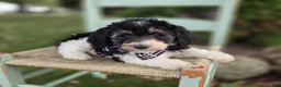 Mini Sheepadoodle dogs for sale: Joy - Ad 1