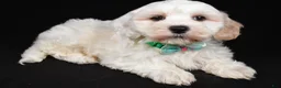 Maltipoo dogs for sale: Teddy - Ad 2