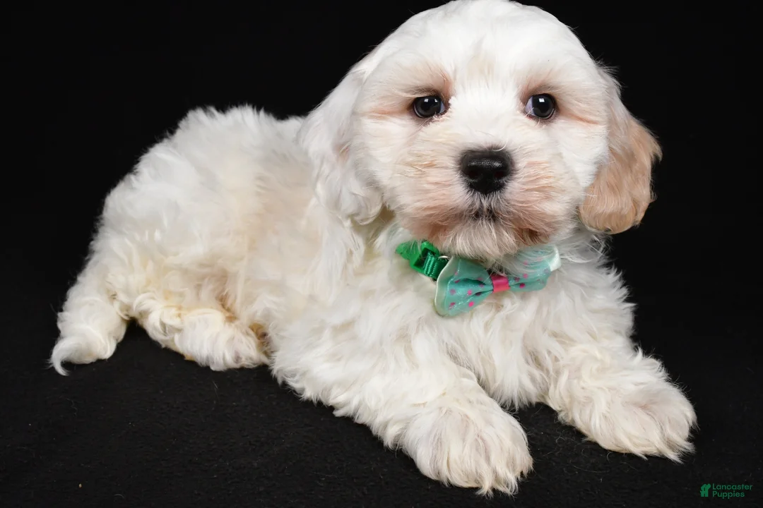 Maltipoo dogs for sale: Teddy - Ad 2