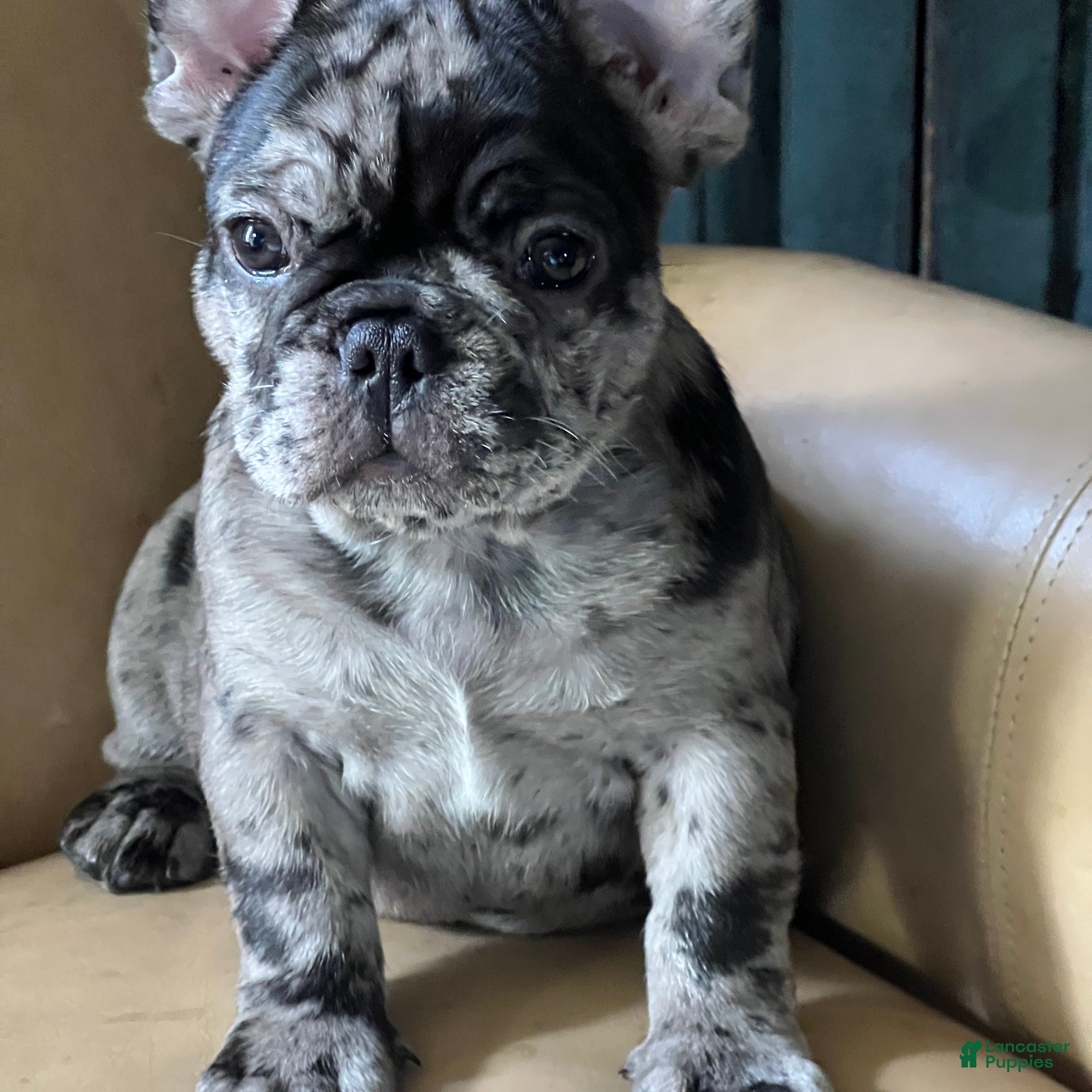 French Bulldog dogs French Bulldog Macho - Ad 2