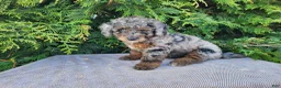 Mini Bernedoodle dogs for sale: Leasha - Ad 6