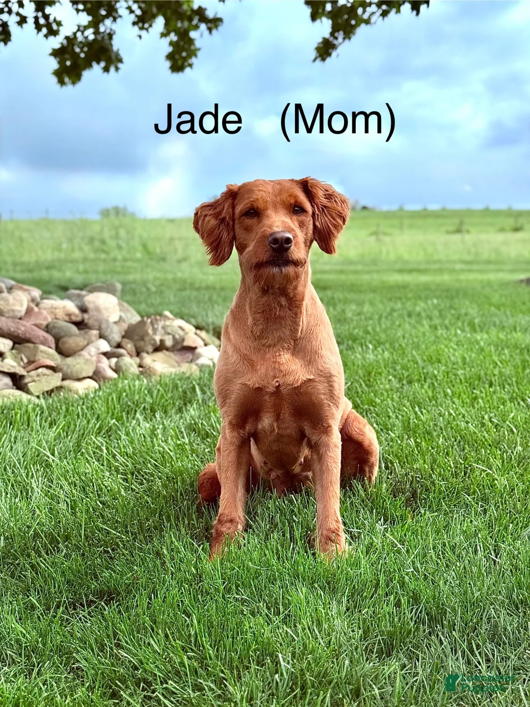 Mini Goldendoodle dogs for sale: Luna 💖 - Ad 8