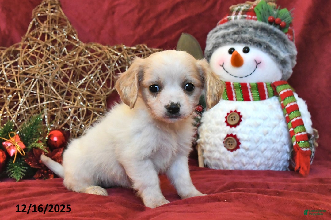 Cavachon dogs for sale: Pedro - Ad 5