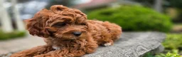 Cavapoo dogs for sale: Harvey - Ad 4