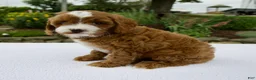 Cavapoo dogs for sale: Ginger - Ad 5