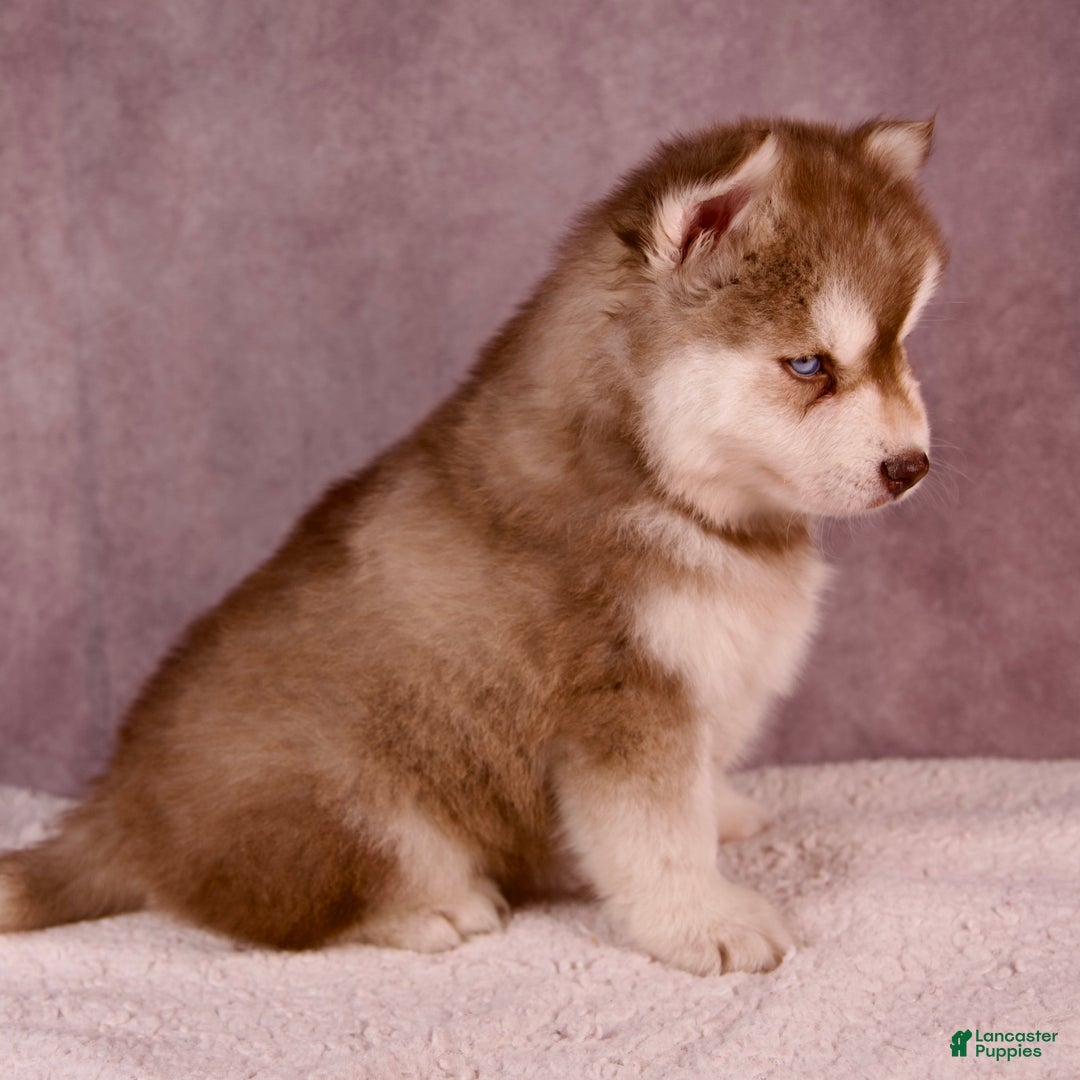 Pomsky dogs for sale: AJay - Ad 32