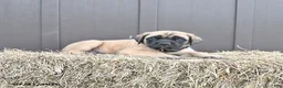 English Mastiff dogs for sale: Moose - Ad 5