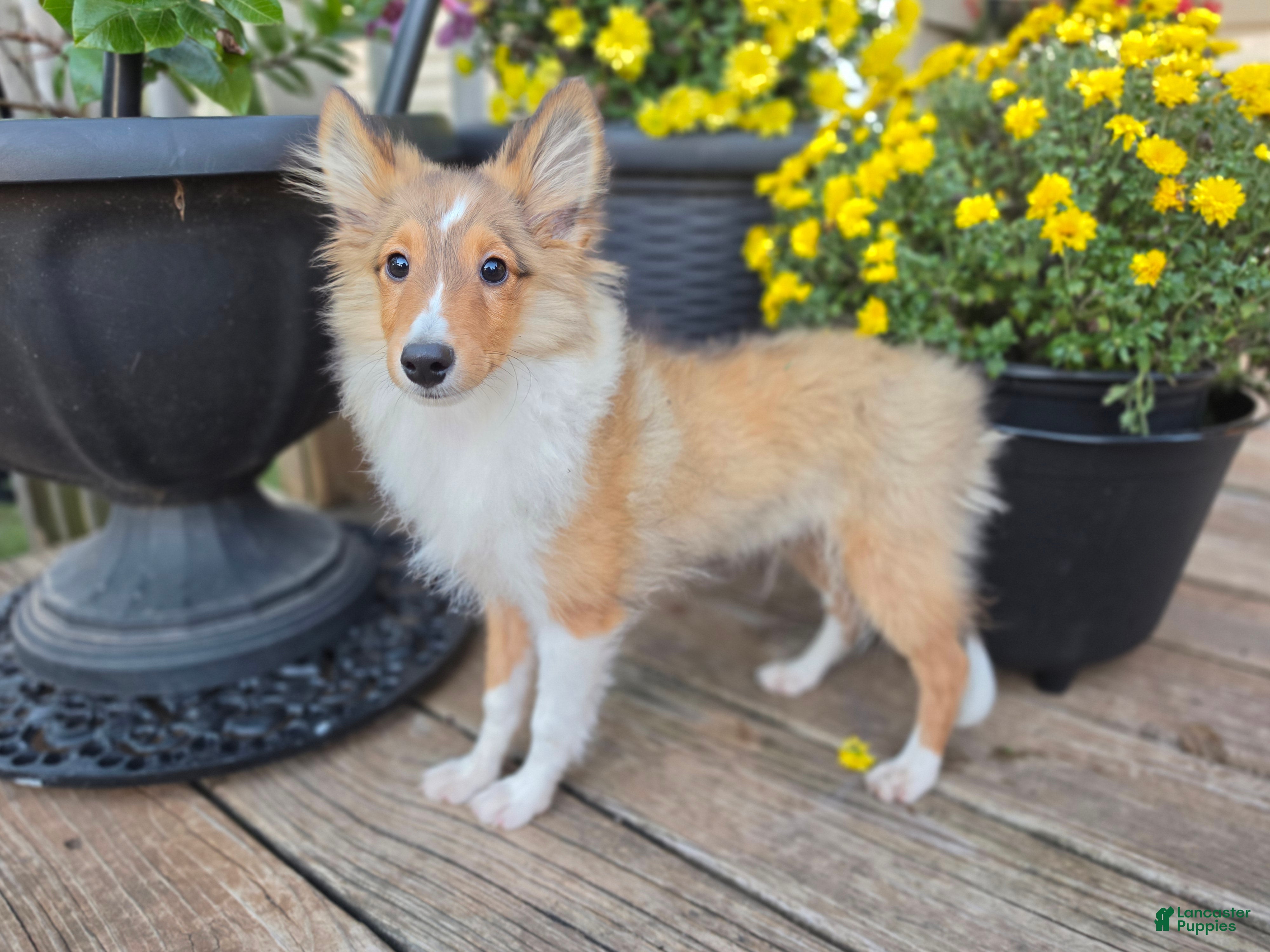 Shetland Sheepdog dogs for sale: Kelso - Ad 11
