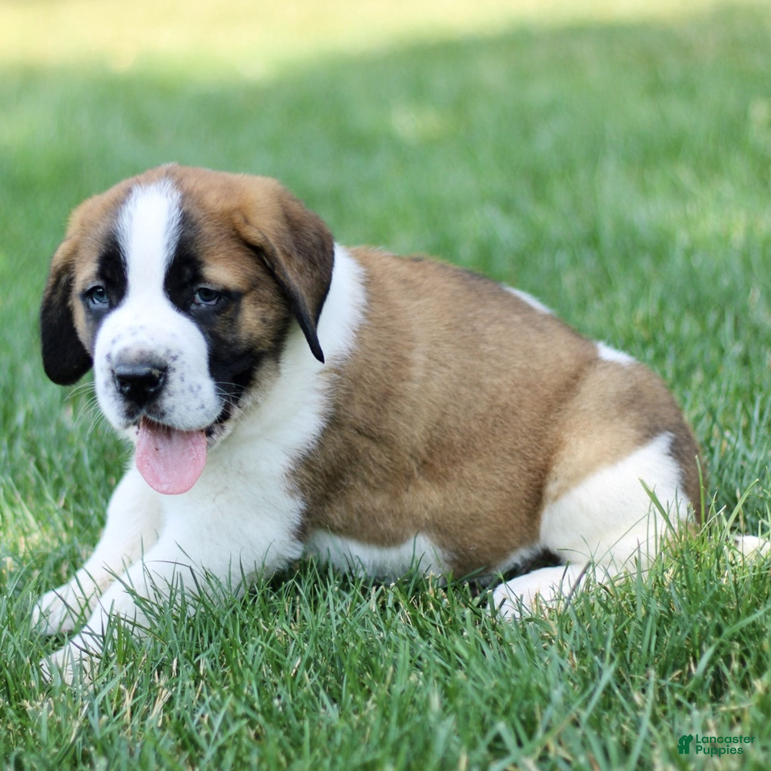 Saint Bernard dogs Milo  - Ad 2