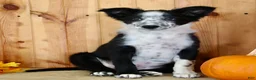 Mixed Breed dogs for sale: Boss - Ad 3