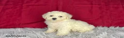 Bichon Frise dogs for sale: Sweetie - Ad 2