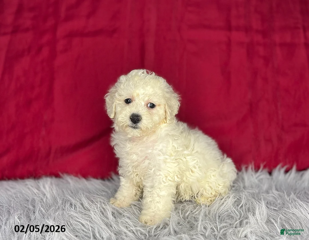 Bichon Frise dogs for sale: Sweetie - Ad 2