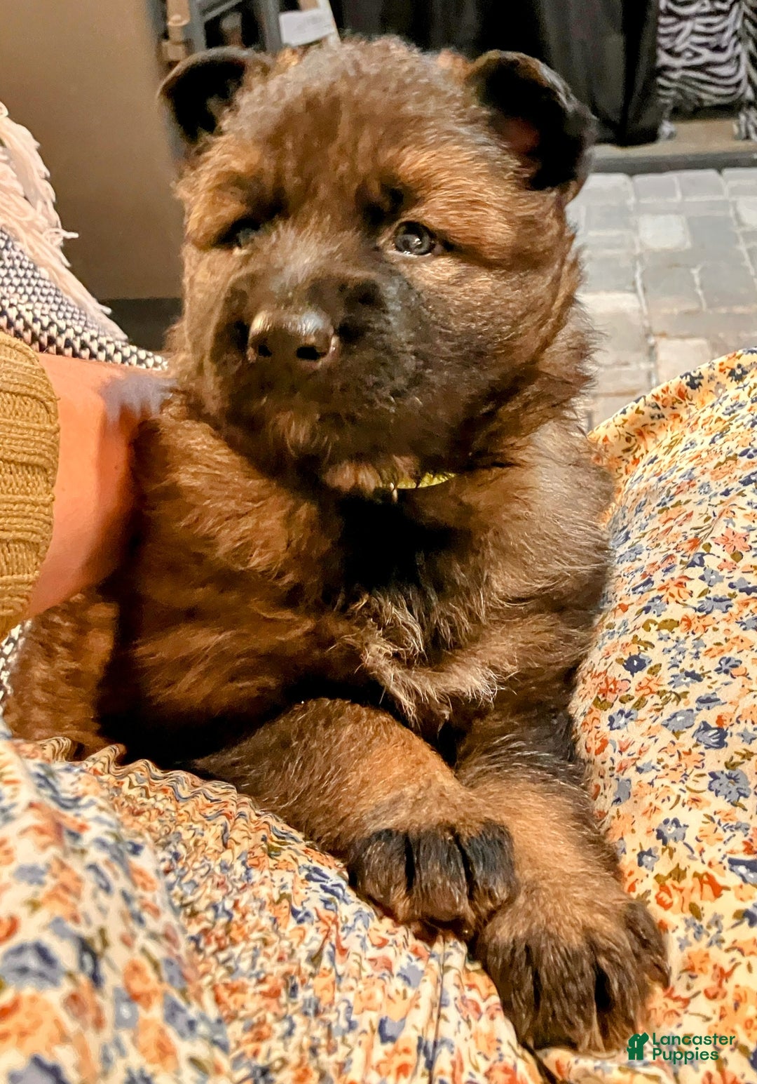 German Shepherd dogs for sale: ♥️SWEET SABLE ♥️ - Ad 27