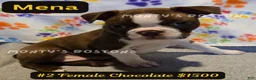 Boston Terrier dogs for sale: Mena - Ad 5