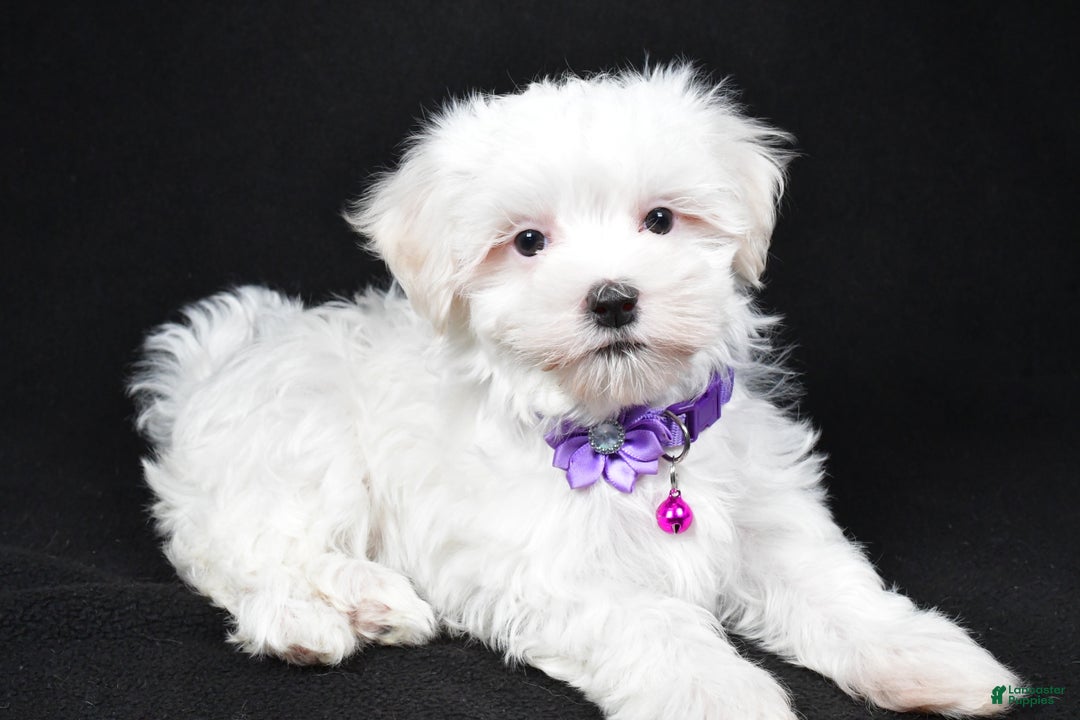 Maltese dogs for sale: Jackie - Ad 1