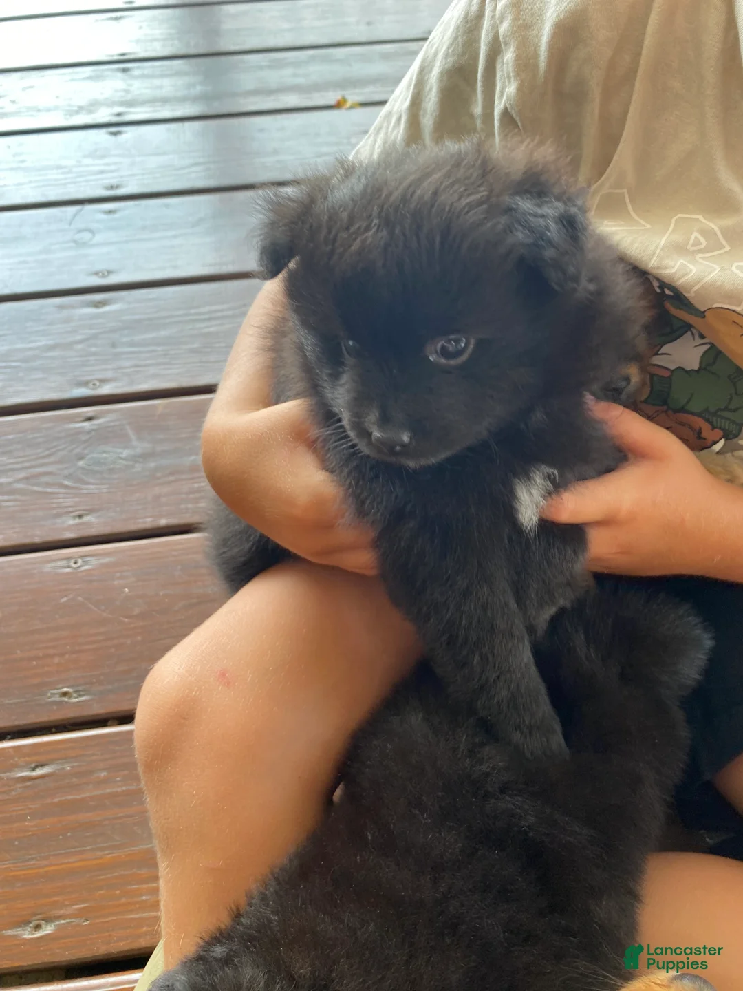Pomeranian dogs for sale: Pomeranian 6 - Ad 2