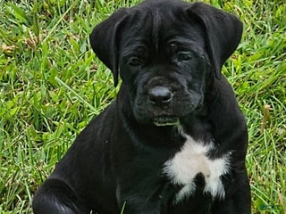 Cane Corso dogs - Ad 36