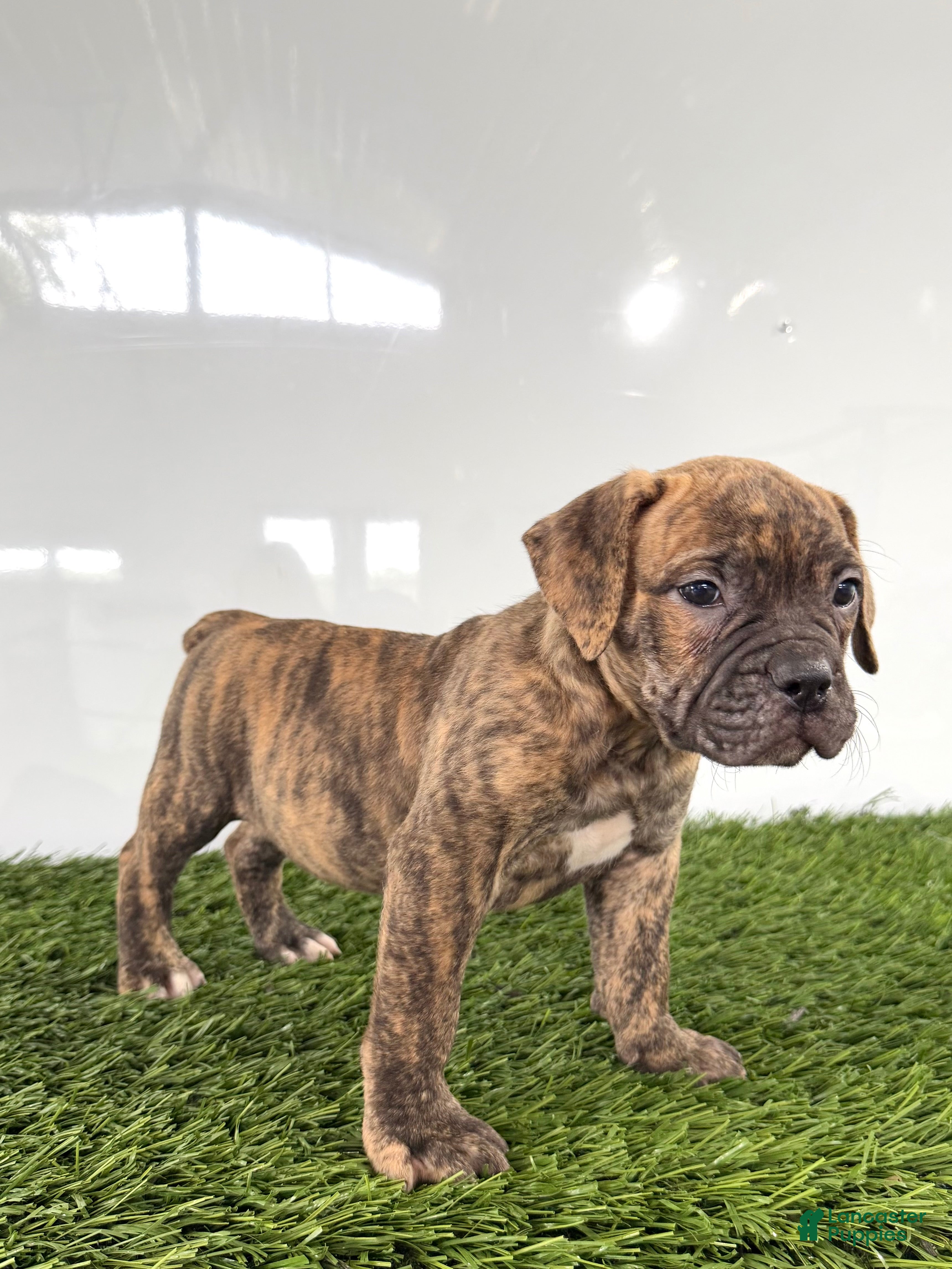 Olde English Bulldogge dogs Lucy - Ad 2