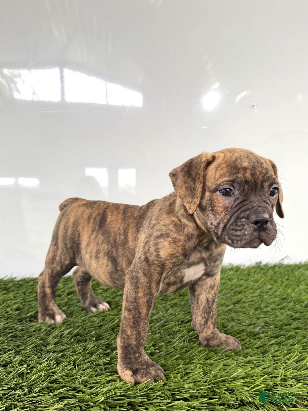 Olde English Bulldogge dogs for sale: Lucy - Ad 2