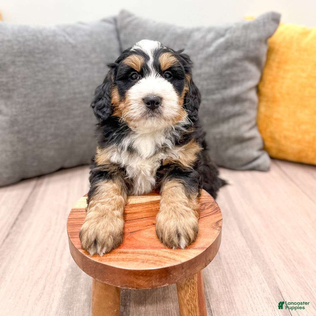 Mini Bernedoodle dogs for sale: Benji - Ad 2