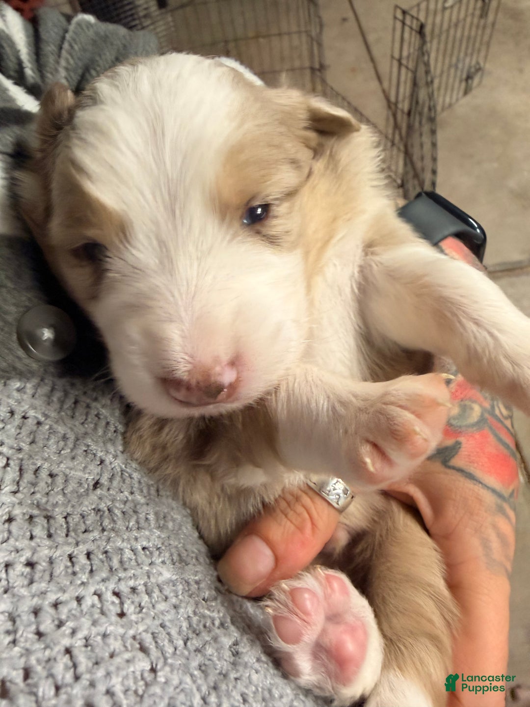Australian Shepherd dogs for sale: Australian Shepherd Puppy - Hamilton  - Ad 2