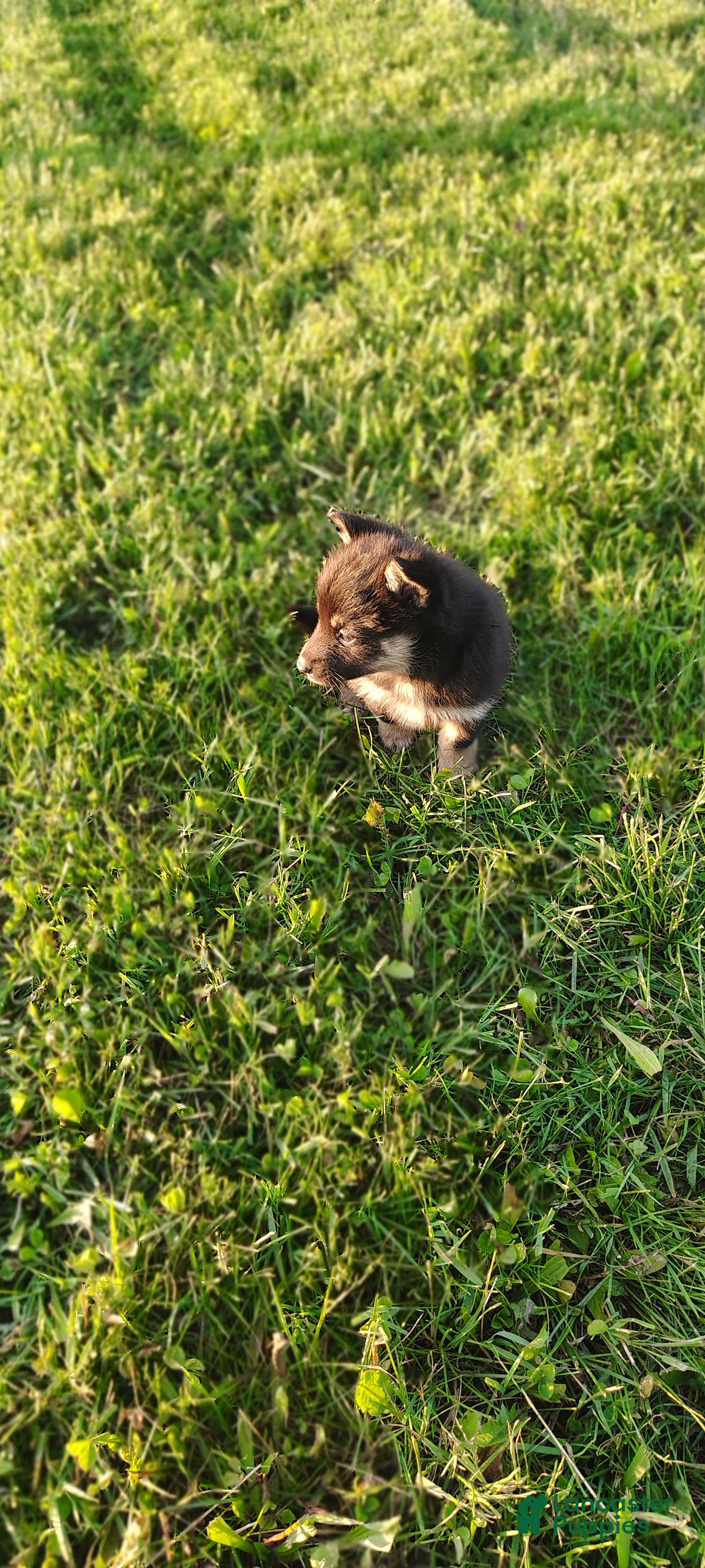Mixed Breed dogs Tulip - Ad 2