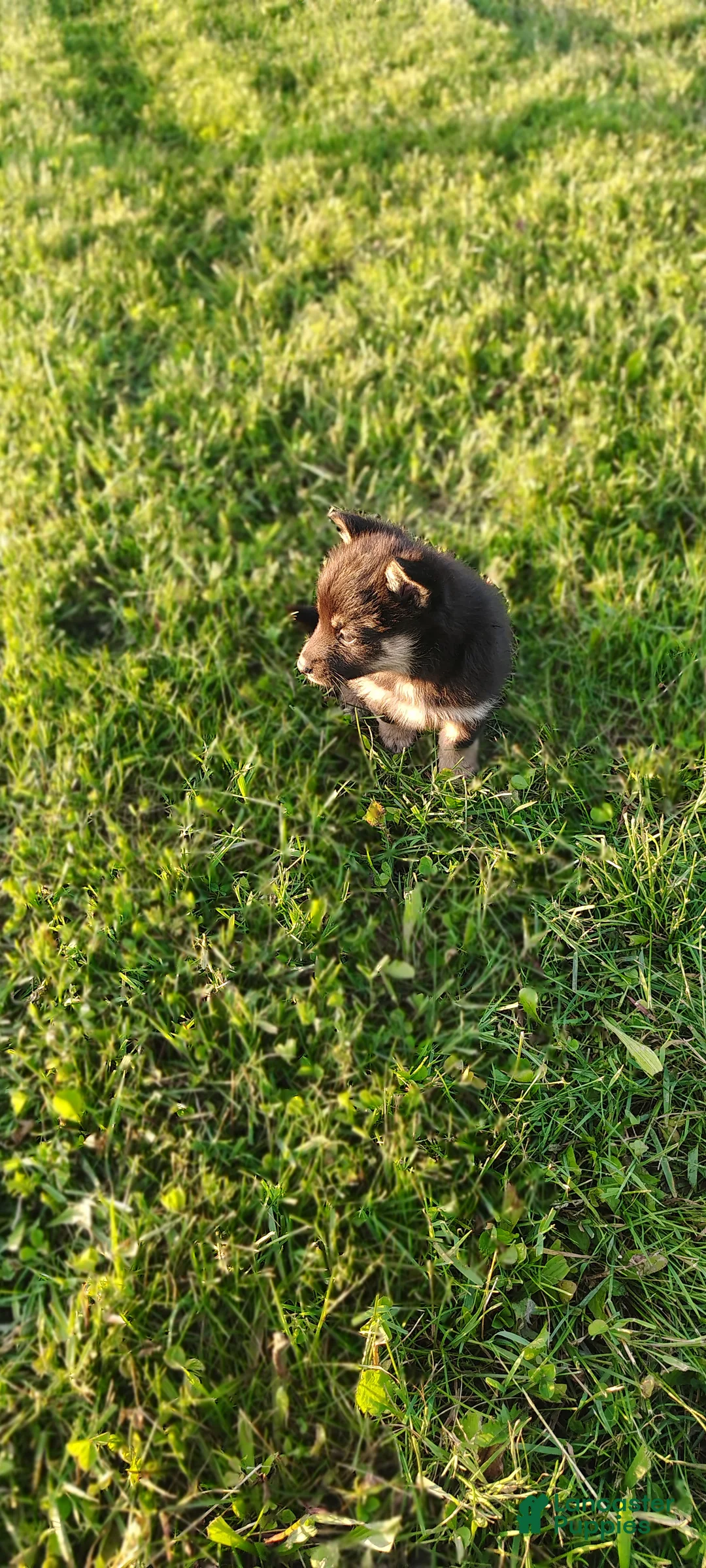 Mixed Breed dogs for sale: Tulip - Ad 2